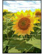 สีเป็นริ้ว