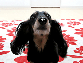 εικόνα: Παράθυρο "Ειδικά φίλτρα εικόνων", περιοχή προεπισκόπησης