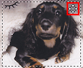 插图:移动裁剪框